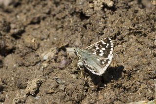 Gzel Zpzp (Pyrgus cinarae)