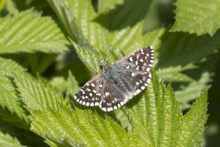 Ege Zpzp (Pyrgus melotis)
