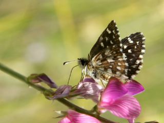 Ege Zpzp (Pyrgus melotis)