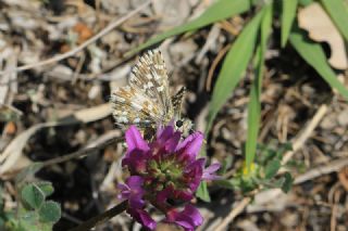 Ege Zpzp (Pyrgus melotis)