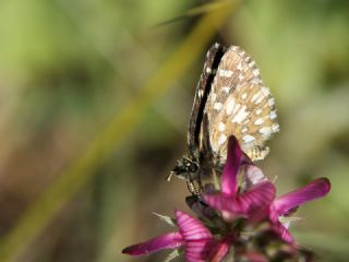 Ege Zpzp (Pyrgus melotis)