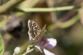 K�z�l Z�pz�p&nbsp;(Spialia&nbsp;orbifer)