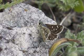 Kzl Zpzp (Spialia orbifer)