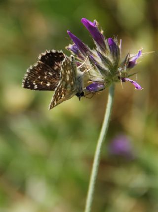 Kzl Zpzp (Spialia orbifer)