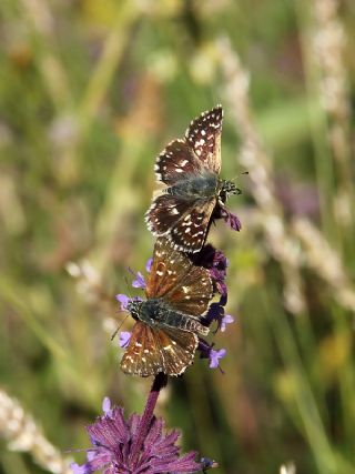 Kzl Zpzp (Spialia orbifer)