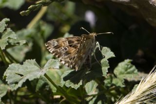 Hatmi Zpzp (Carcharodus alceae)