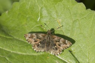 Hatmi Zpzp (Carcharodus alceae)