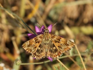 Hatmi Zpzp (Carcharodus alceae)