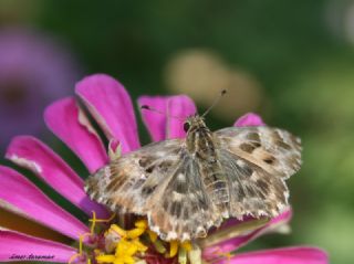 Hatmi Zpzp (Carcharodus alceae)