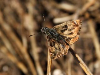 Hatmi Zpzp (Carcharodus alceae)