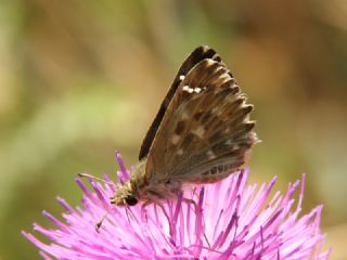 Hatmi Zpzp (Carcharodus alceae)