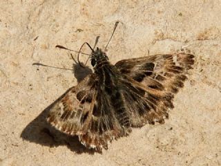 Hatmi Zpzp (Carcharodus alceae)