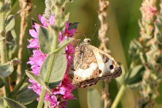 Anadolu Yalanccads (Pseudochazara anthelea)