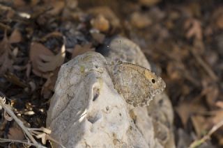 Anadolu Yalanc�cad�s�&nbsp;(Pseudochazara&nbsp;anthelea)