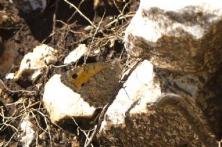 Anadolu Yalanc�cad�s�&nbsp;(Pseudochazara&nbsp;anthelea)