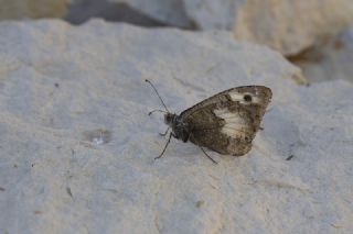 Anadolu Yalanc�cad�s�&nbsp;(Pseudochazara&nbsp;anthelea)