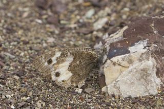 Anadolu Yalanccads (Pseudochazara anthelea)
