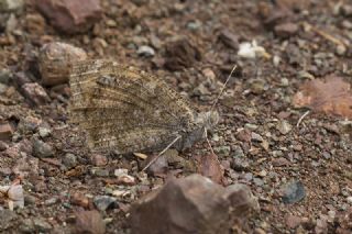 Anadolu Yalanccads (Pseudochazara anthelea)