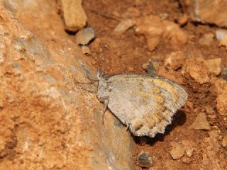 Lidya Yalanc�cad�s�&nbsp;(Pseudochazara&nbsp;lydia)