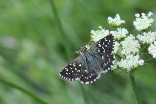 Ebegmeci Zpzp (Pyrgus malvae)