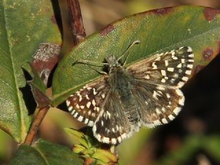 Ebegmeci Zpzp (Pyrgus malvae)
