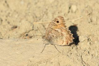 Levantin Yalanccads (Pseudochazara pelopea)