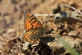 Hatayl parhan (Melitaea collina)