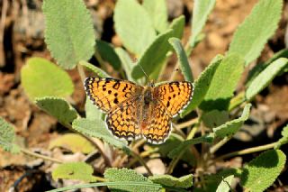 Hatayl parhan (Melitaea collina)