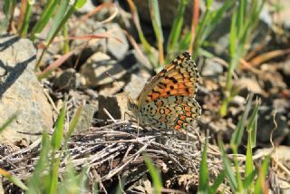 Cezayirli parhan (Melitaea ornata)