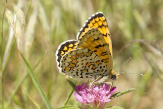 Cezayirli parhan (Melitaea ornata)