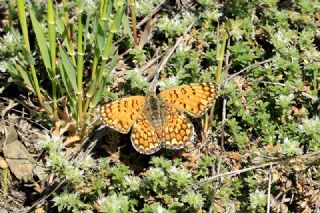 Cezayirli parhan (Melitaea ornata)