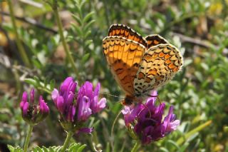 Cezayirli parhan (Melitaea ornata)