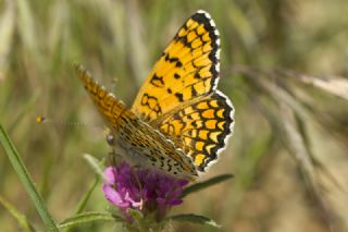 Cezayirli parhan (Melitaea ornata)