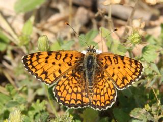 Cezayirli parhan (Melitaea ornata)