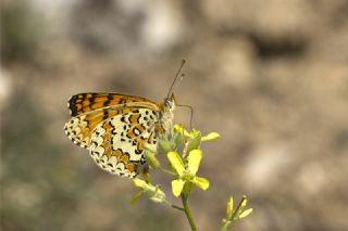 Cezayirli parhan (Melitaea ornata)