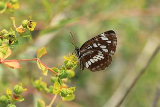 Szlen Karakz (Neptis rivularis)