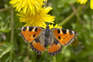 Aglais (Aglais urticae)