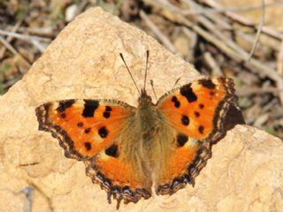 Karaaa Nimfalisi (Inachis polychloros)
