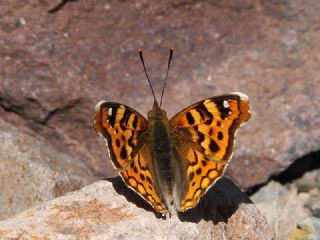 Anadolu ehzadesi (Thaleropis ionia)