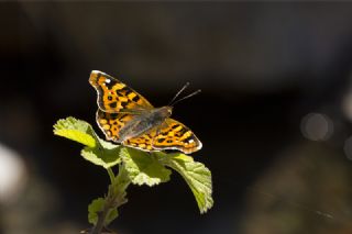 Anadolu ehzadesi (Thaleropis ionia)