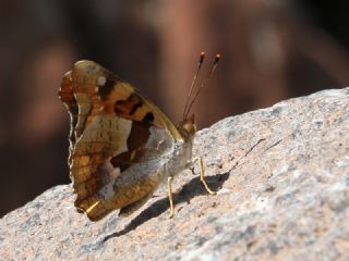 Anadolu ehzadesi (Thaleropis ionia)