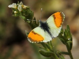 Step Ssls (Anthocharis gruneri)