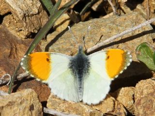 Step Ssls (Anthocharis gruneri)