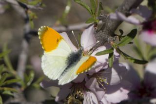 Step Ssls (Anthocharis gruneri)