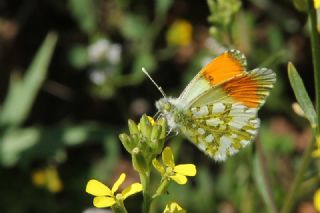 Step Ssls (Anthocharis gruneri)