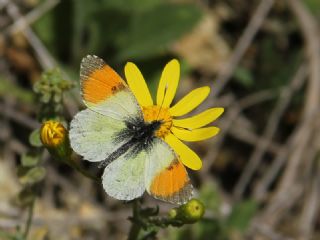 Step Ssls (Anthocharis gruneri)