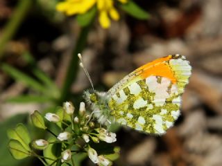 Step Ssls (Anthocharis gruneri)