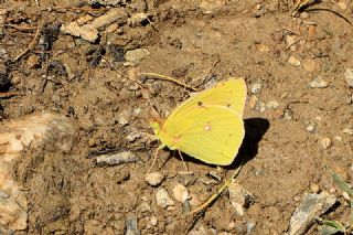 Anadolu Azameti (Colias aurorina)