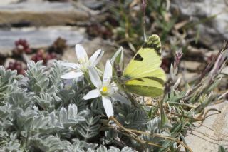 Do�u Elfinstonyas�&nbsp;(Euchloe&nbsp;penia)