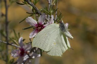 Anadolu Orakkanad (Gonepteryx farinosa)